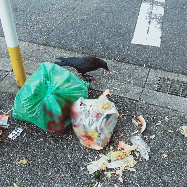 カラス被害